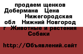 продаем щенков Добермана › Цена ­ 35000-30000 - Нижегородская обл., Нижний Новгород г. Животные и растения » Собаки   